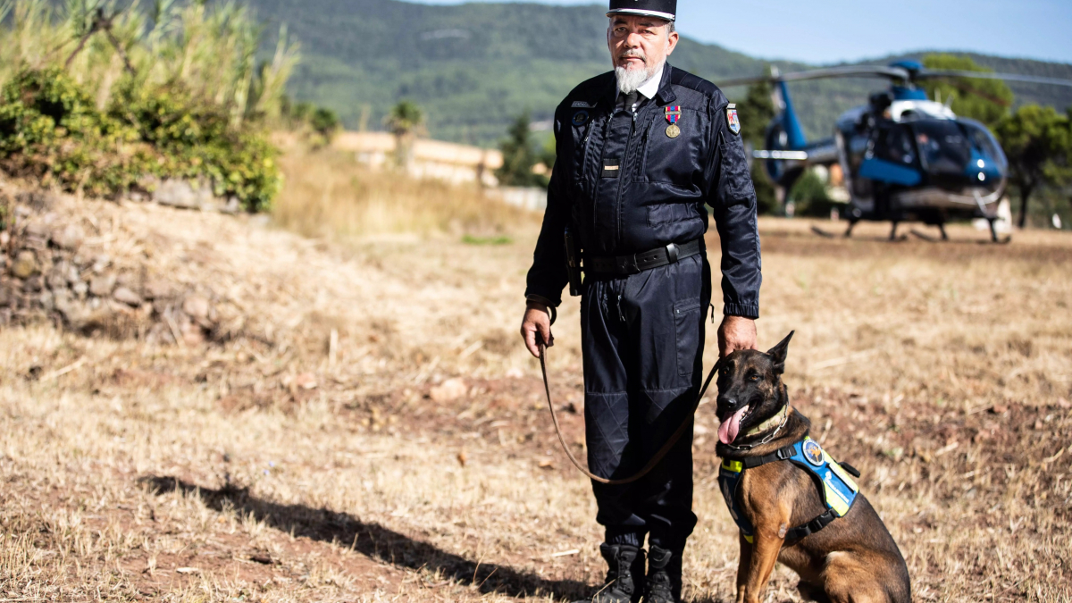 Illustration : "Un chien militaire reçoit la médaille de la défense nationale pour son engagement au sein de la Gendarmerie"