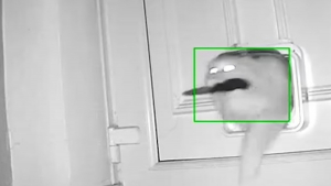 Illustration : Une chatte cleptomane effraie ses maîtres en rentrant à la maison avec un objet dangereux entre les dents