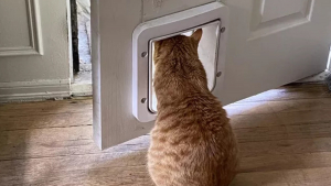 Illustration : 13 photos de chats ayant décidé de faire le show entre postures hilarantes et maladresses