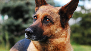 Illustration : Un homme découvre une chienne violentée en pleine rue et décide d'agir pour la sauver