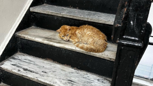 Illustration : "Un chat errant et sénior se réfugie à l'intérieur d'un immeuble dans l'espoir d'être sauvé (vidéo)"