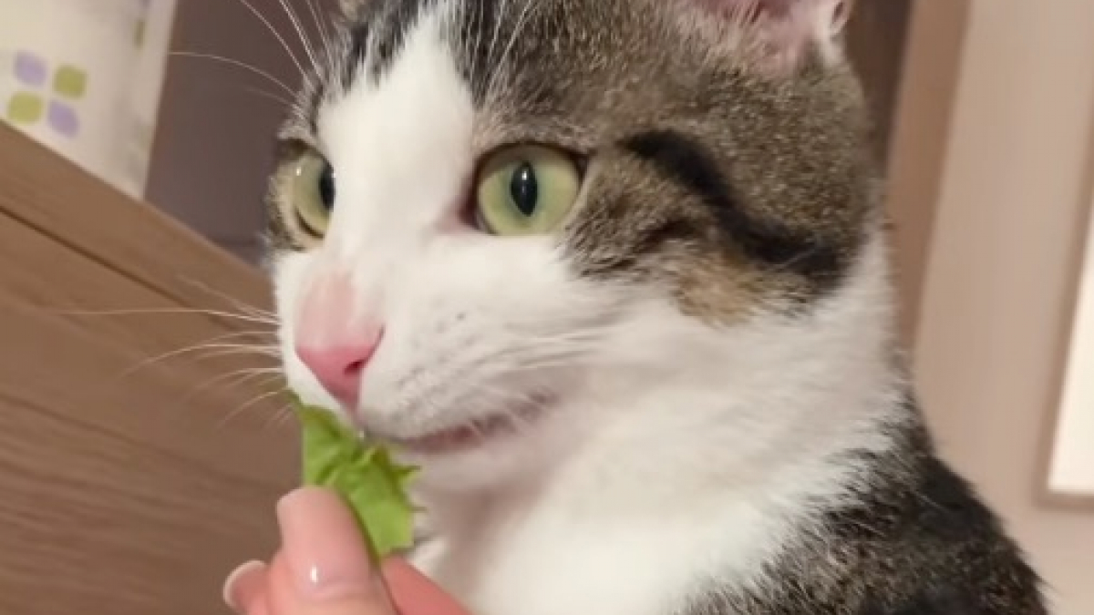 Illustration : "La vidéo hilarante d’un chat qui adore les « friandises » données par son papa, et qui boude celles données par sa maman"