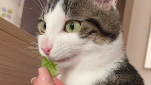 Illustration : "La vidéo hilarante d’un chat qui adore les « friandises » données par son papa, et qui boude celles données par sa maman"
