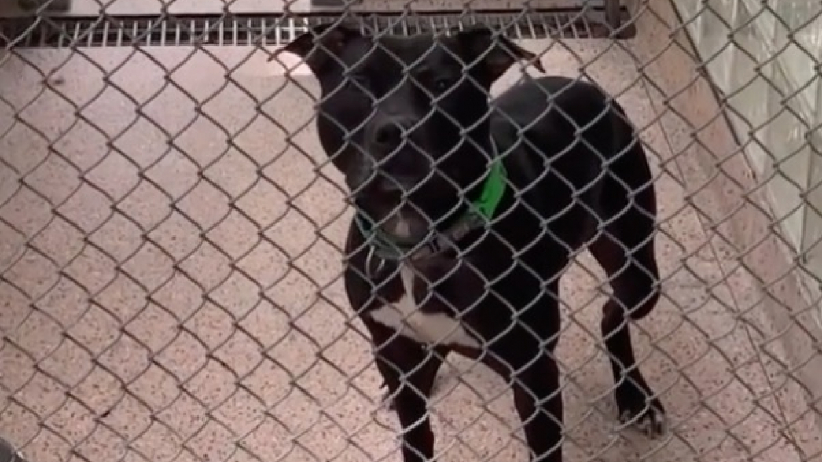 Illustration : "640 jours après son entrée au refuge, ce chien a perdu toute sa joie de vivre (vidéo)"