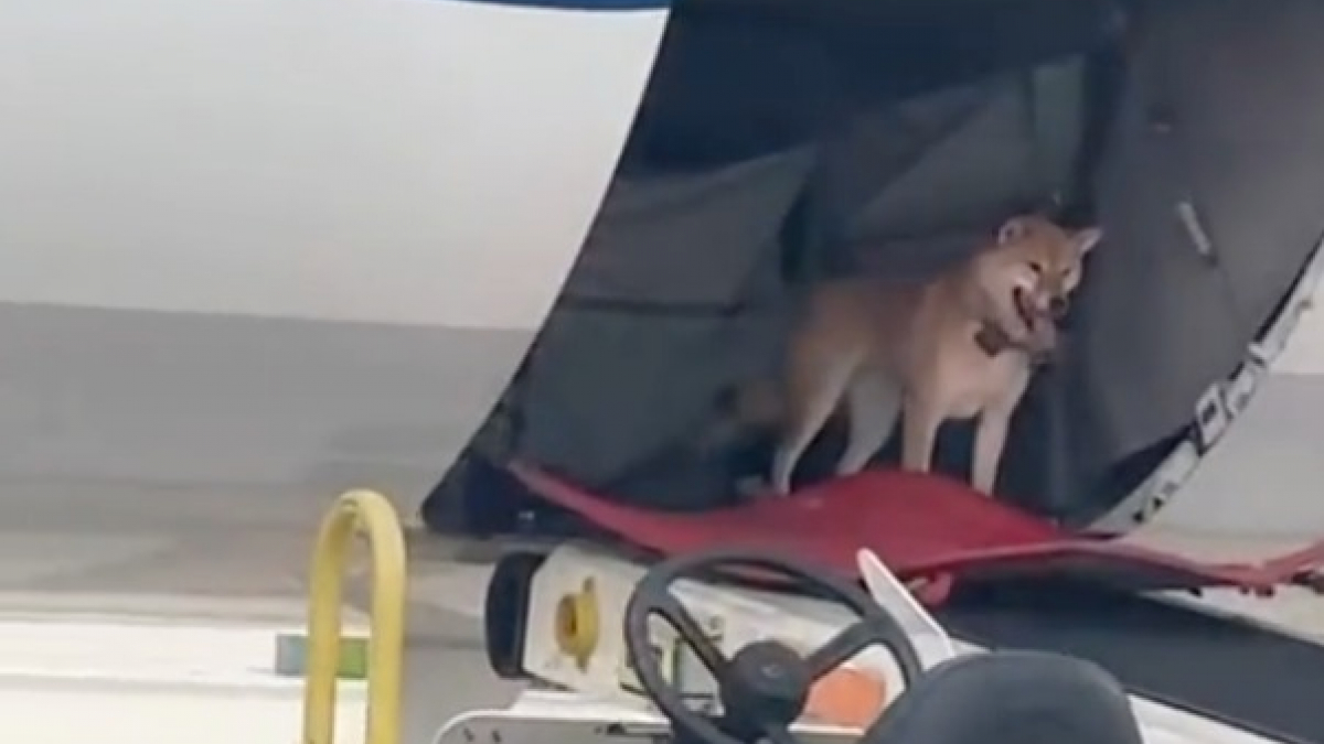 Illustration : "Une chienne se réveille en plein vol dans la soute d’un avion et parvient à sortir de sa cage (vidéo)"