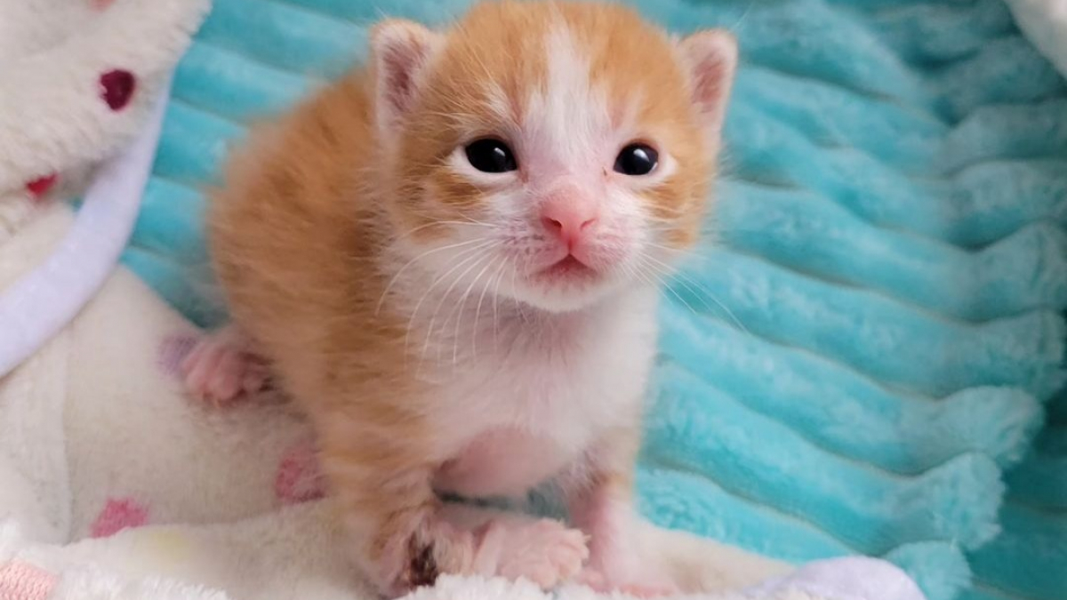 Illustration : "Mordu à la patte, ce chaton orphelin retrouve du courage grâce à un autre bébé abandonné"