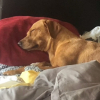 Illustration : Réveillée à 3 heures du matin par sa chienne, une femme est surprise d’en découvrir la raison (vidéo)