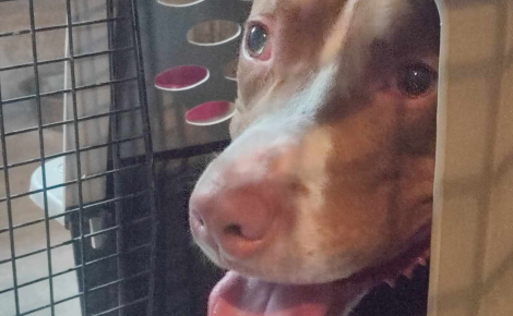 La solidarité s'organise pour venir en aide à un chien abandonné dans un appartement depuis 10 jours