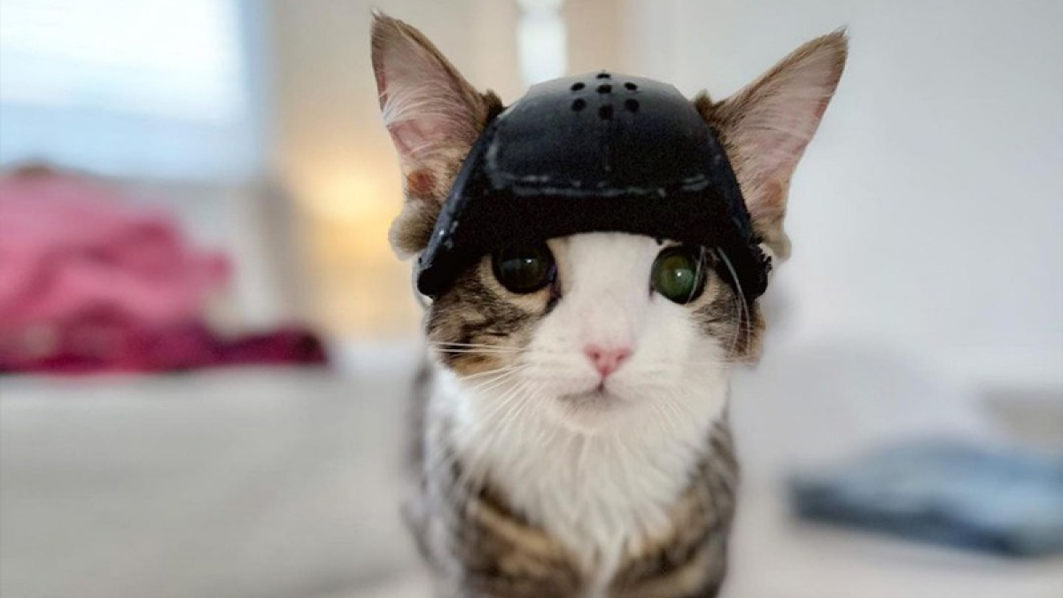 Illustration : "Un chaton subit une opération révolutionnaire pour pouvoir retirer son casque et avoir une longue vie"