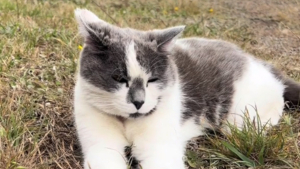 Illustration : "Fascinée par l'histoire du chat du phare, elle se rend sur place dans l'espoir de le rencontrer (vidéo)"