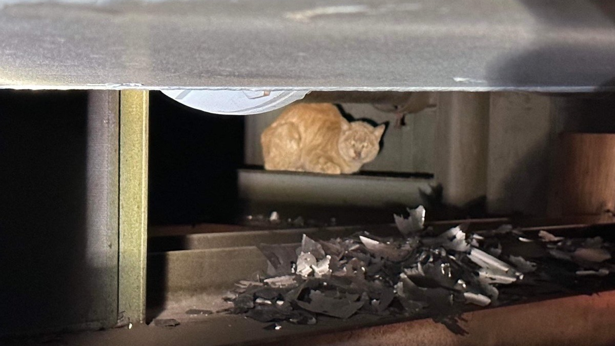 Illustration : "Un chat maigre et malade se cache dans une usine et refuse toute aide jusqu'à l'arrivée d'un bénévole"