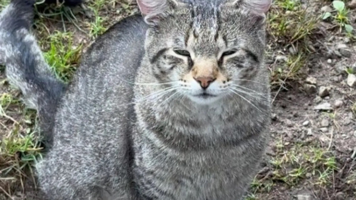 Illustration : "Affamé, un chat errant s'invite aux pique-niques d'inconnus dans l'espoir de quitter la rue (vidéo)"