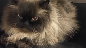 Illustration : L'abandon d'un chat négligé près d'une route fréquentée provoque la colère des bénévoles d'un refuge (vidéo)