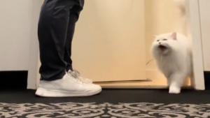 Illustration : "Cette chatte laisse éclater sa colère lorsque son maître rentre en retard du travail (vidéo)"