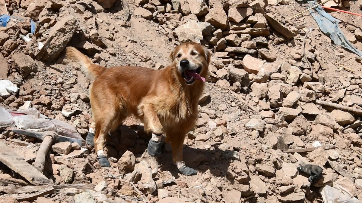 Illustration : "Ce Golden Retriever recherche des survivants suite au tremblement de terre qui a frappé le Maroc"