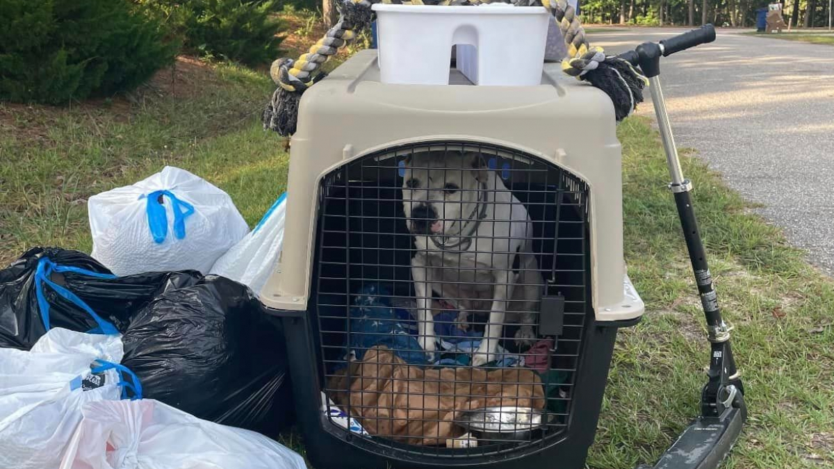 Illustration : "Des agents d'entretien découvrent qu'un chien a été enfermé dans une caisse et jeté parmi les déchets"