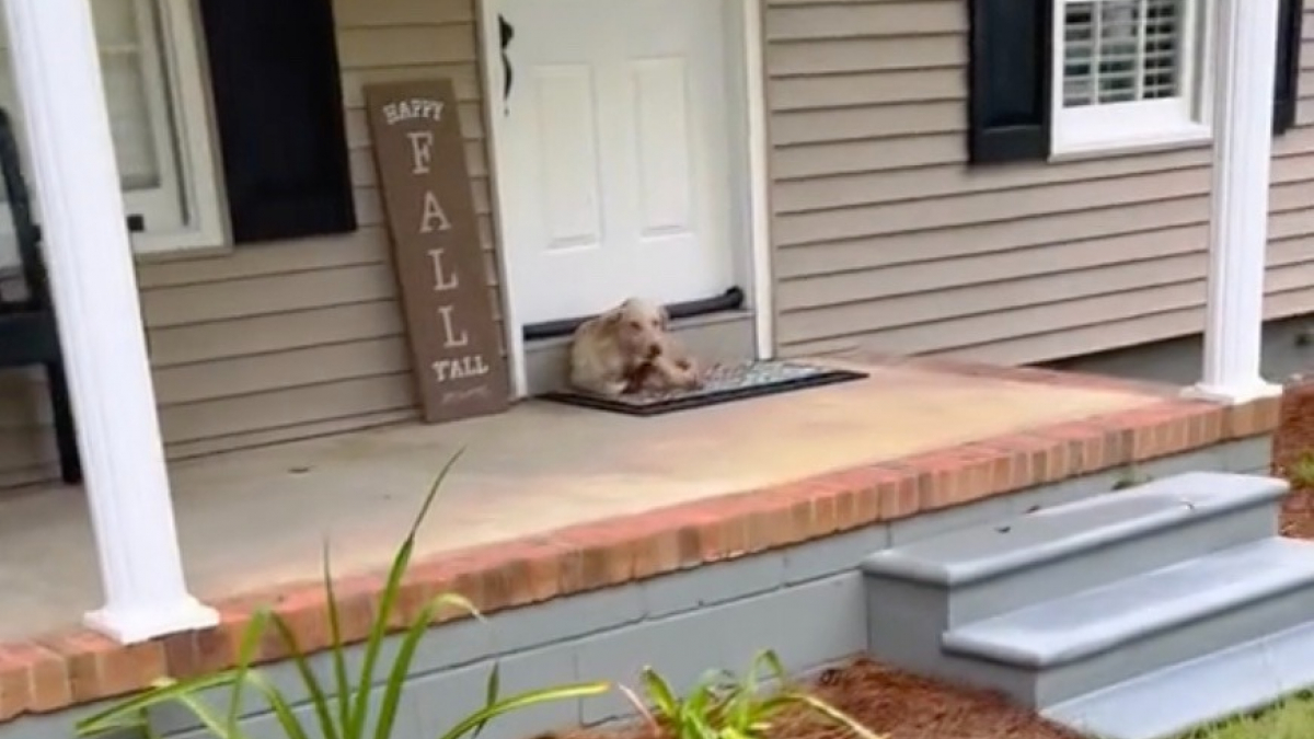 Illustration : "En rentrant chez elle, une femme découvre un chien errant et affamé sur le pas de sa porte (vidéo)"
