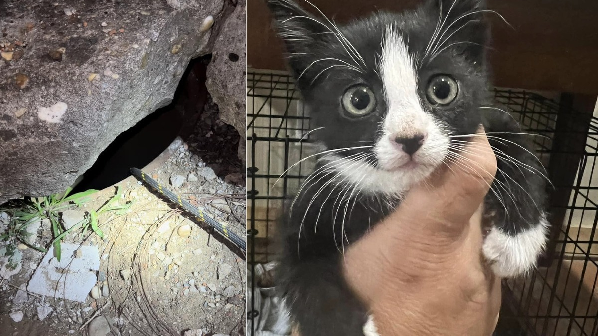 Illustration : "Des héros tentent de soulever une dalle de 2 tonnes pour sauver un chat errant piégé dans un égout"