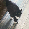 Illustration : Une chatte errante s'invite chez des inconnus dans l'espoir de trouver un havre de paix (vidéo)