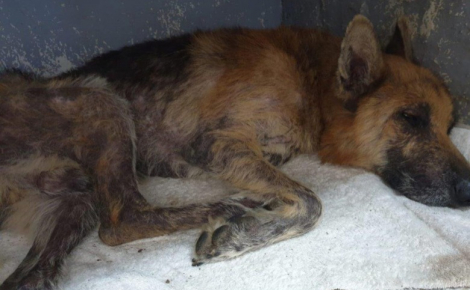 Qu’est devenu Courage, le chien retrouvé enterré vivant sous du sable ?