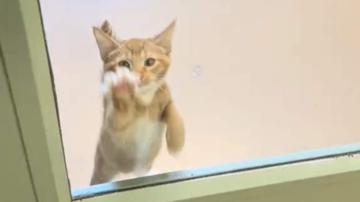 Illustration : "Un chaton tente d’attirer l’attention des bénévoles du refuge de toutes ses forces (vidéo)"