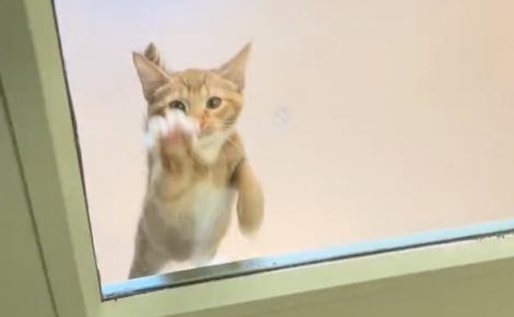 Illustration : Un chaton tente d’attirer l’attention des bénévoles du refuge de toutes ses forces (vidéo)