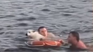 Illustration : "2 hommes voient un chien risquant la noyade et interviennent au péril de leur vie"