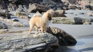 Illustration : Le maître d'un chien pris d'une crise d'épilepsie sur le bord de mer place tous ses espoirs entre les mains d'un inconnu