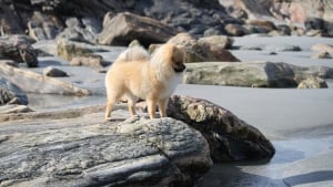 Illustration : "Le maître d'un chien pris d'une crise d'épilepsie sur le bord de mer place tous ses espoirs entre les mains d'un inconnu"