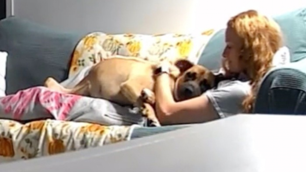 Illustration : "Récemment adoptée, une chienne exprime sa gratitude envers sa maîtresse et émeut des milliers d'internautes (vidéo)"