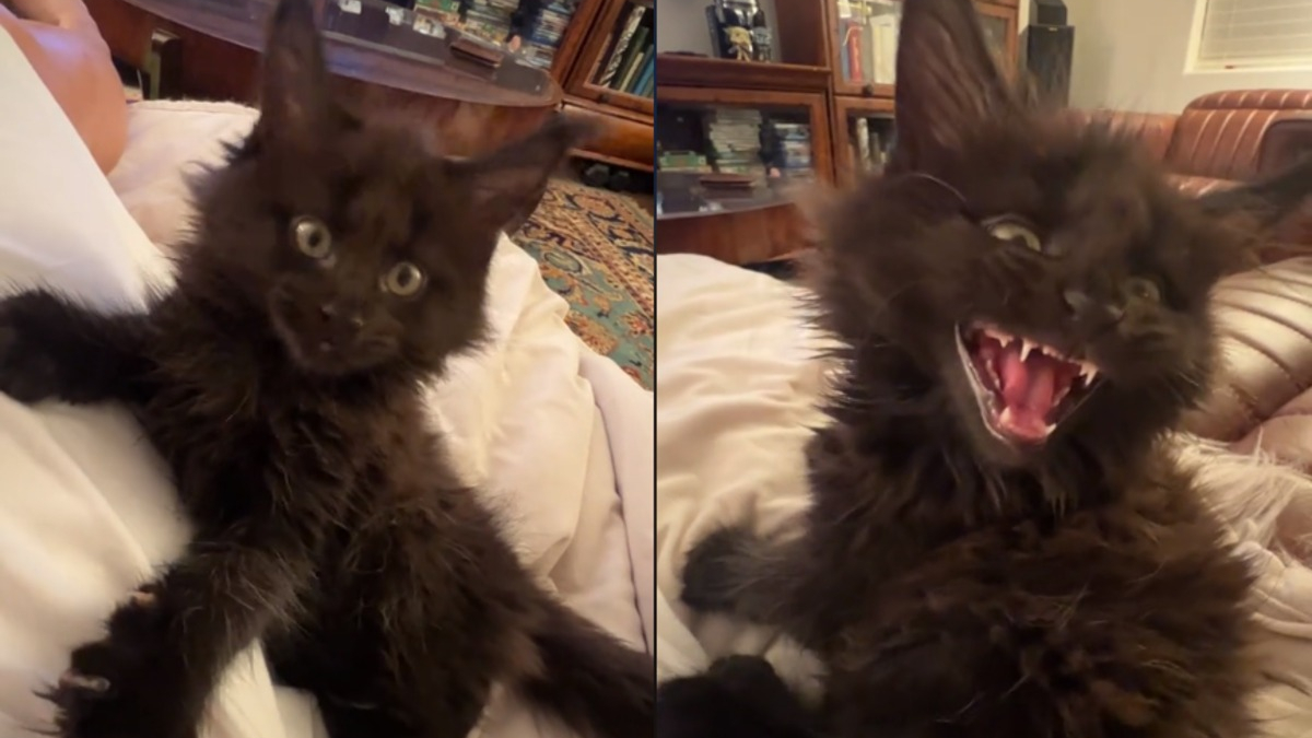 Illustration : "Le miaulement singulier de ce chaton Maine Coon laisse les internautes sans voix (vidéo)"