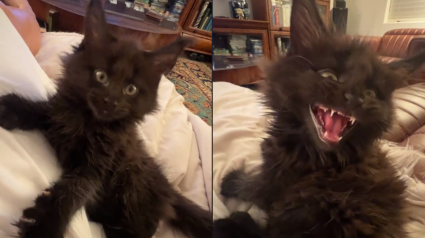 Illustration : Le miaulement singulier de ce chaton Maine Coon laisse les internautes sans voix (vidéo)