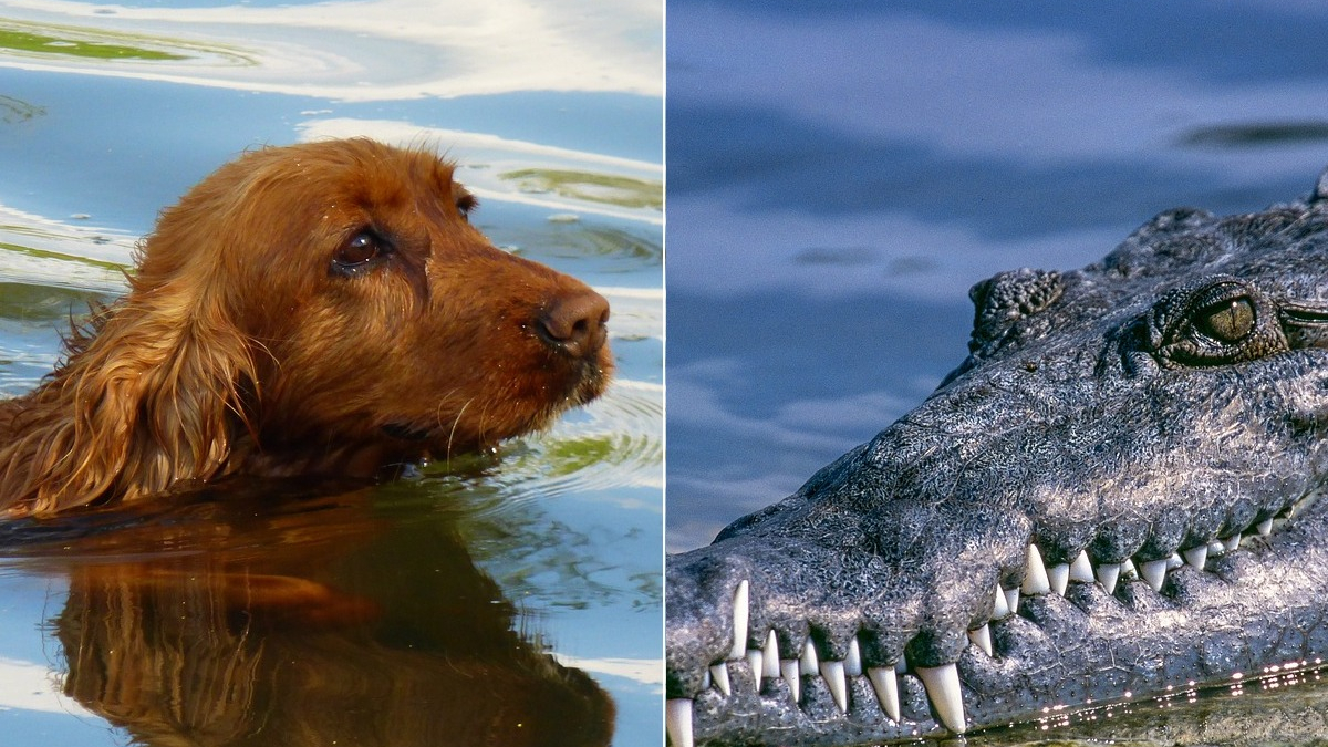 Illustration : "Un chien piégé dans une rivière suscite une réaction surprenante de la part de crocodiles"