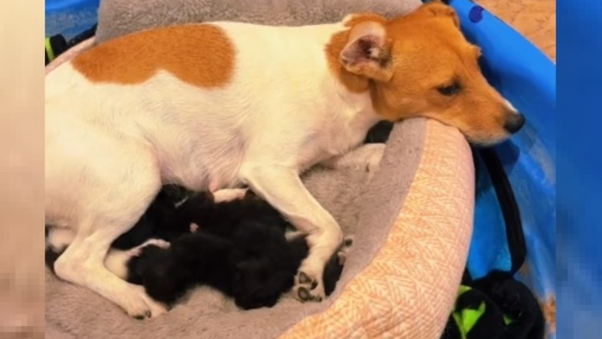 Illustration : "L'attitude touchante d'une chienne Jack Russell envers une portée de chatons abandonnés (vidéo)"