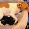 Illustration : L'attitude touchante d'une chienne Jack Russell envers une portée de chatons abandonnés (vidéo)