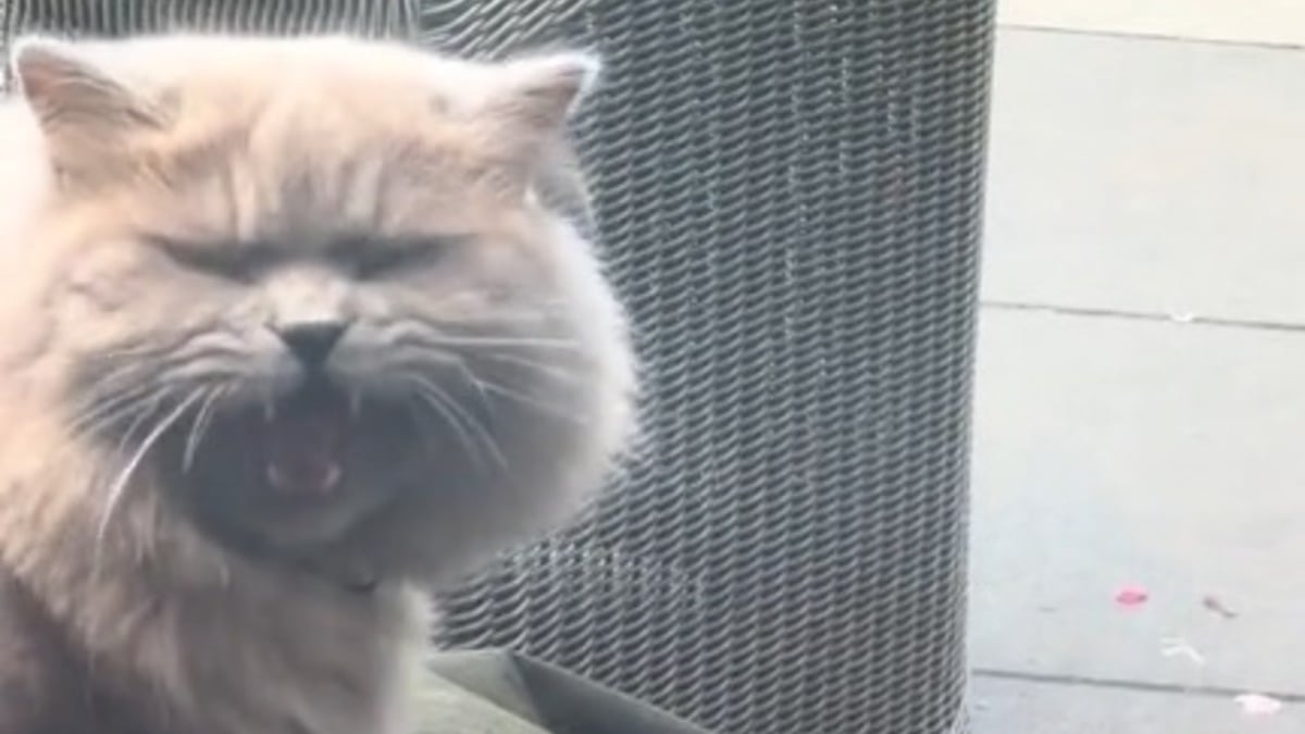 Illustration : "Ce chat fait tout un drame après s'être malencontreusement laissé enfermer dehors (vidéo)"
