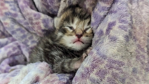 Illustration : "Un chaton orphelin miaule de toutes ses forces pour sa survie et parvient à s'offrir le meilleur des nids douillets (vidéo)"