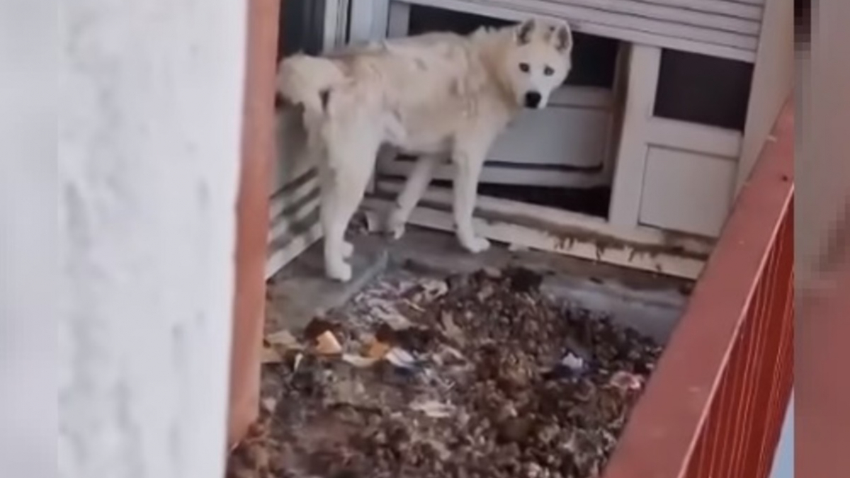 Illustration : "L'espoir renaît pour Oreo, Husky enfermé dans un balcon insalubre depuis 2 ans"