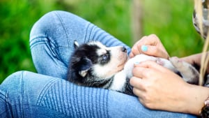Illustration : Les premières semaines avec votre chiot : conseils pour une transition en douceur