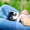 Illustration : Les premières semaines avec votre chiot : conseils pour une transition en douceur