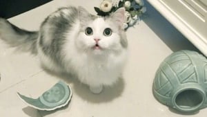 Illustration : "18 photos de chats qui ont réussi à se mettre dans des situations plutôt cocasses"