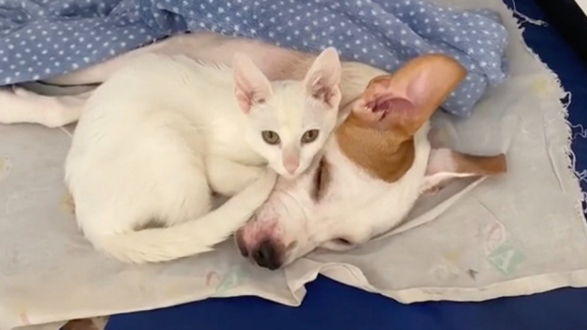 Illustration : "Un chaton dévoué et affectueux aide une chienne paralysée à retrouver sa mobilité (vidéo)"