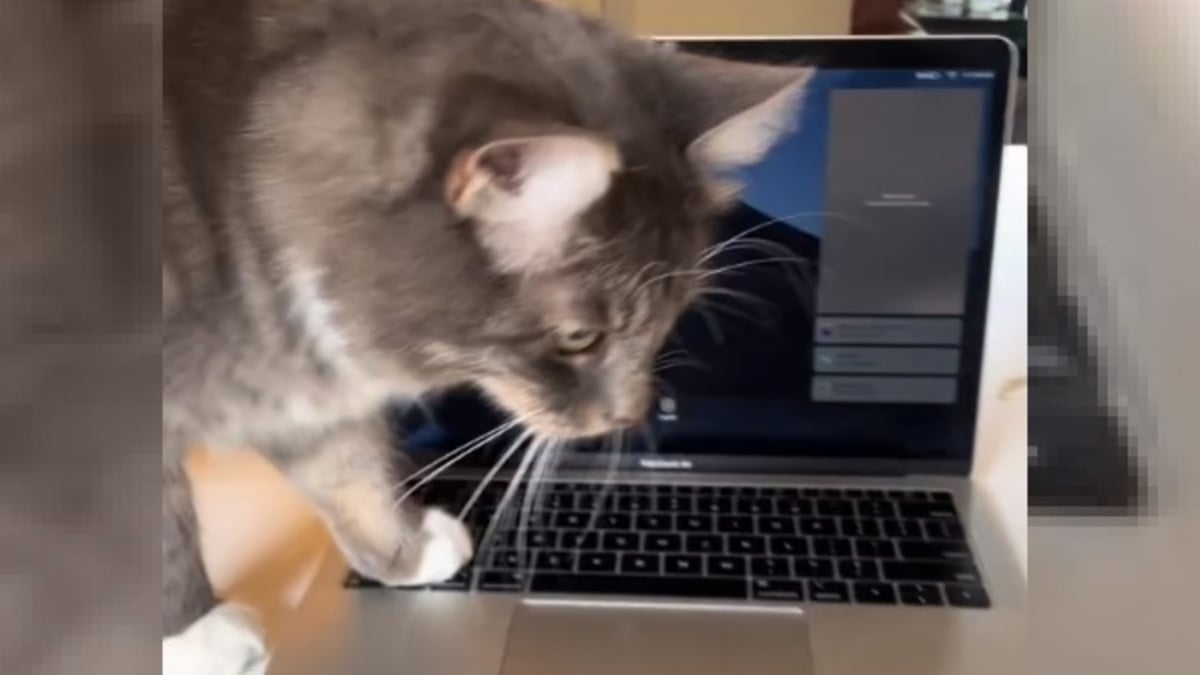 Illustration : "Son chat monopolisant l'ordinateur, elle trouve la solution ultime pour pouvoir travailler tranquillement (vidéo)"