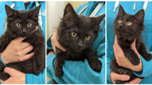 Illustration : "Ces 3 chatons de refuge ont tout pour plaire, mais ils peinent à séduire une famille adoptive (vidéo)"
