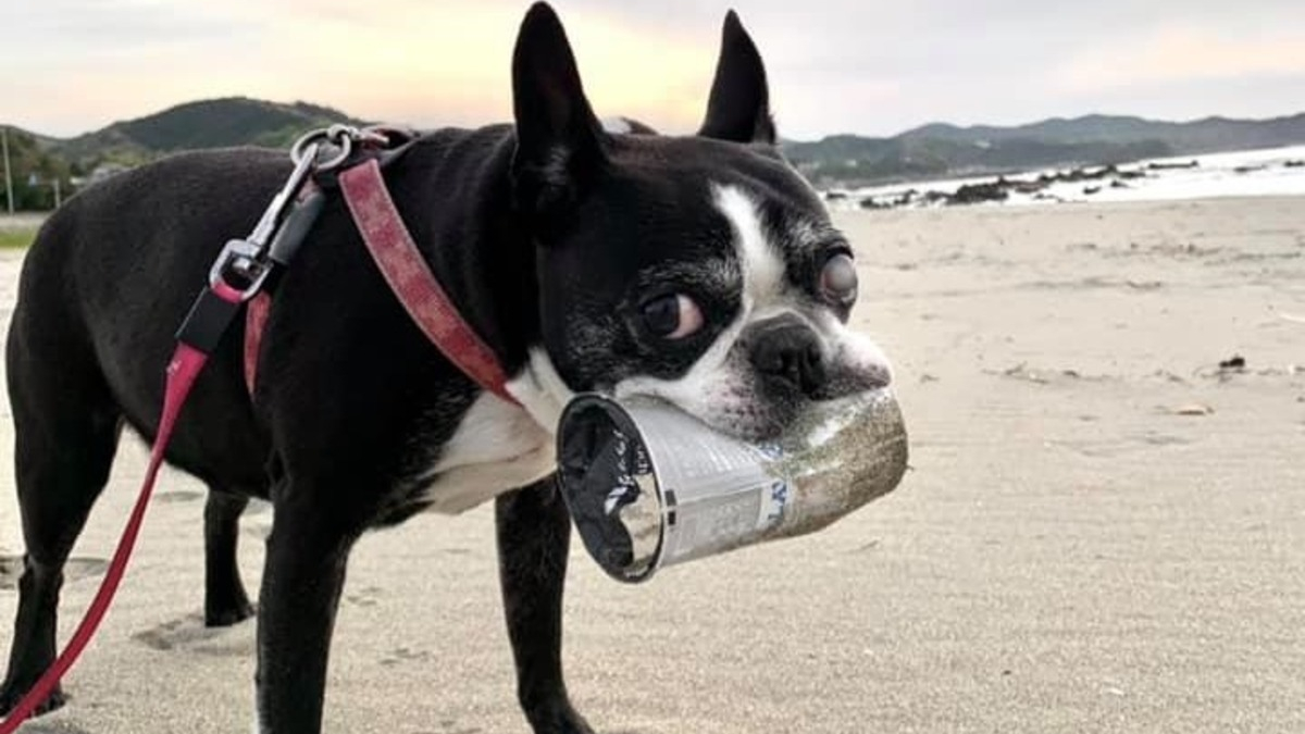 Illustration : "L'histoire émouvante d'une chienne qui nettoyait la plage des déchets plastiques et a transmis sa vocation"