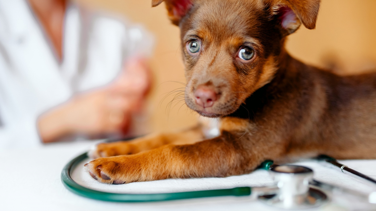 Illustration : "Santé des chiots : vaccinations, vermifuges et visites chez le vétérinaire"