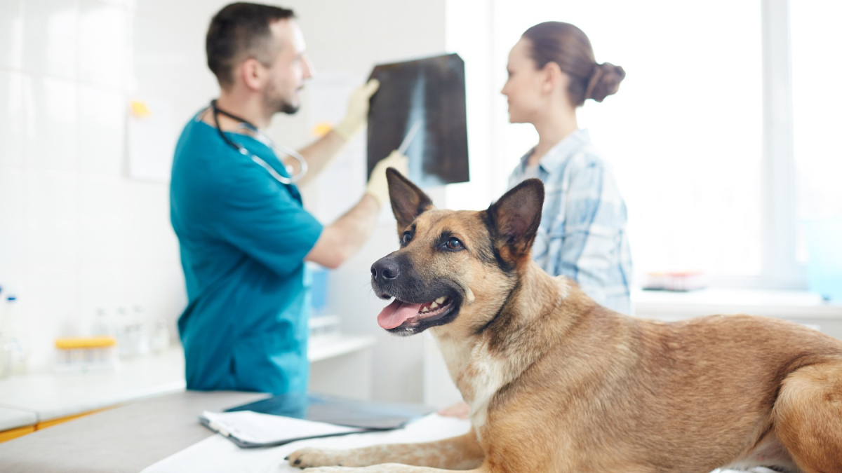 Arthrose et surpoids chez le chien : l'importance de l'alimentation