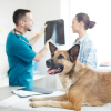 Illustration : Arthrose et surpoids chez le chien : l’importance de l’alimentation