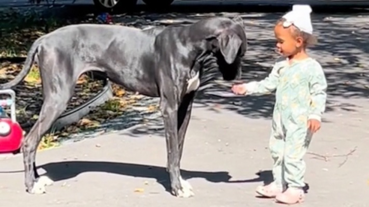 Illustration : "Une chienne protectrice démontre son affection pour la fille de ses maîtres et séduit des milliers d'internautes (vidéo)"
