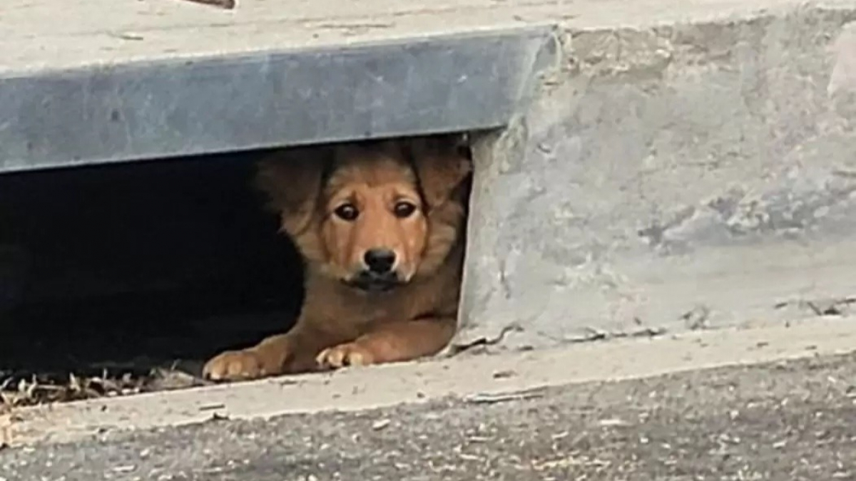 Illustration : "Une chienne errante et terrifiée se réfugie dans une bouche d’égout avant d’attirer l’attention des habitants du quartier (vidéo)"